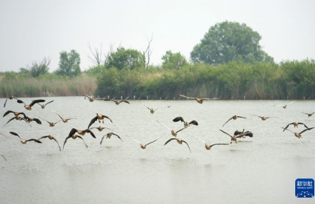 山東東營：黃河三角洲生機盎然