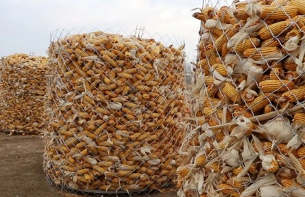 內(nèi)蒙古興安盟：科學(xué)儲(chǔ)糧 “技”高一籌