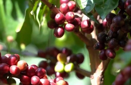 “龍頭”引領(lǐng) 科技支撐 云南高原特色農(nóng)業(yè)向“新”而行提質(zhì)增效