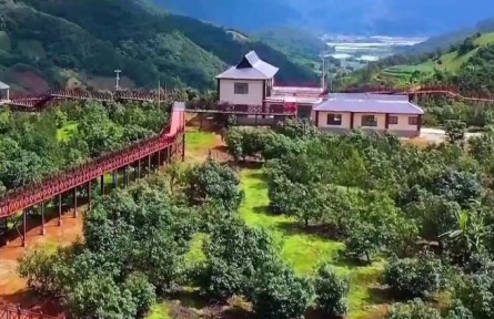 滬滇協(xié)作與財(cái)政創(chuàng)新雙輪驅(qū)動(dòng) 織就云南花卉產(chǎn)業(yè)“幸?；ㄦ湣?></a></td>
<td align=