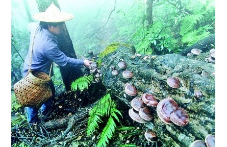 農(nóng)業(yè)文化遺產(chǎn)中的語(yǔ)言智慧