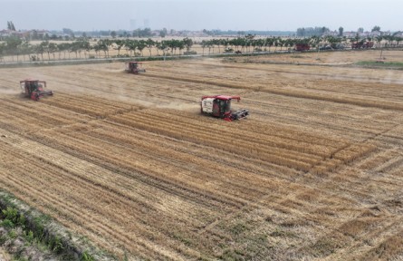 湖北宜城小河鎮(zhèn)：高標(biāo)準(zhǔn)農(nóng)田托起“金色糧倉”