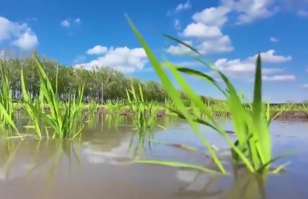 黑龍江：改出高產田 豐收有奔頭