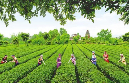 湖北恩施市芭蕉侗族鄉(xiāng)：黨建鏈串起服務鏈 茶農(nóng)收入翻一番