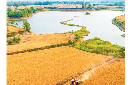 全國(guó)“三夏”大規(guī)模小麥機(jī)收全面展開(kāi)