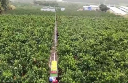 云南：“土特產(chǎn)”卷起科技“潮活” 設(shè)施農(nóng)業(yè)解鎖硬核增收密碼