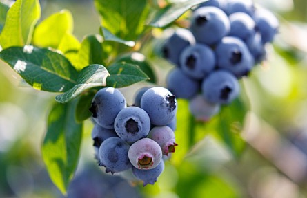 多吃藍(lán)莓，能讓人變白？