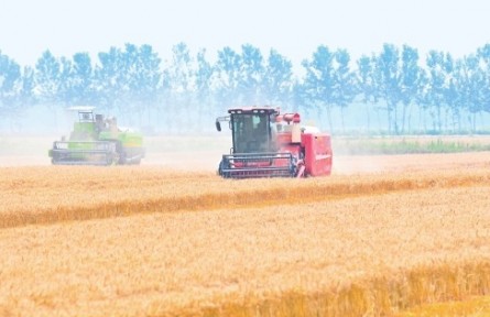 安徽4300多萬(wàn)畝小麥大面積開(kāi)鐮