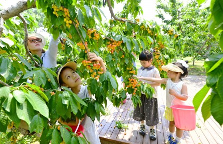 北京通州：西集鎮(zhèn)2025年櫻桃采摘季甜蜜開啟