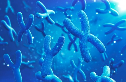 科技名詞|端粒 telomere