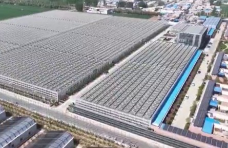 山東：從田間到云端 智慧農(nóng)業(yè)綻放勃勃生機