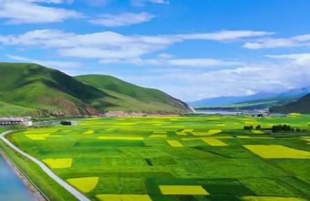 青海：政策性農(nóng)業(yè)保險(xiǎn)護(hù)航鄉(xiāng)村振興