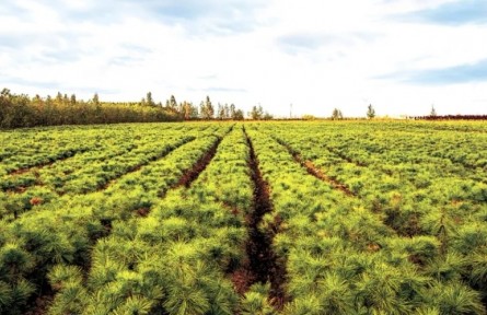 黑龍江：戰(zhàn)風(fēng)沙筑屏障 護(hù)生態(tài)保糧倉(cāng)