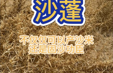 沙蓬，治理荒漠的好幫手，實(shí)地體驗(yàn)防風(fēng)固沙的效果