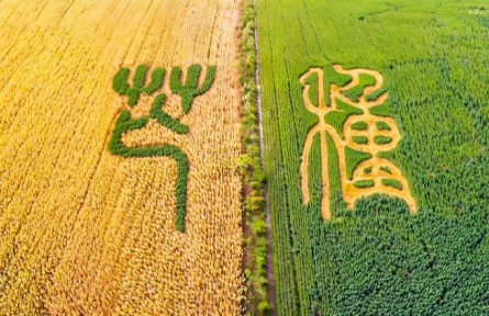 芒種：左手收麥浪，右手種希望