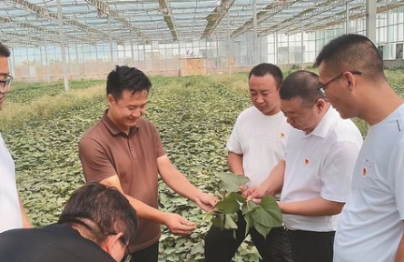 選調(diào)生何騰：做一根“紅薯藤”，去聽土地的心跳