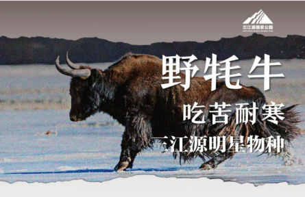 走近三江源|三江源明星物種：吃苦耐寒——野牦牛