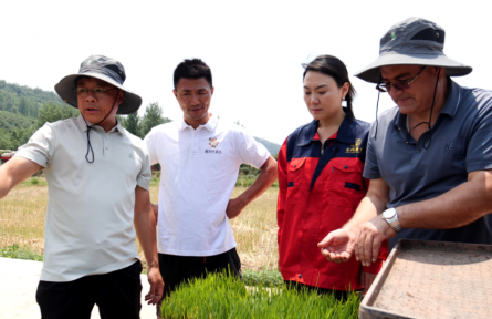 湖北南漳：生態(tài)賦能+創(chuàng)新破局 “一粒米”撬動鄉(xiāng)村振興新圖景
