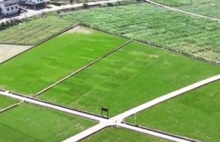 重慶：科技助力夏收夏種 筑牢農業(yè)豐收基礎