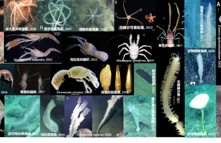 我國發(fā)布全球首個深海海山數(shù)字化智能系統(tǒng)