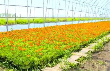 黑龍江：“棚”勃發(fā)展 “花”樣增收