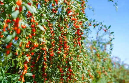 寧夏中寧頭茬枸杞喜獲豐收 產(chǎn)量預(yù)計(jì)達(dá)500萬斤