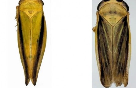 黃土高原生態(tài)寶庫煥新！寧夏云霧山“生命檔案”喜添52個(gè)新物種