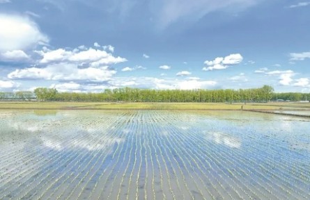 黑龍江：從“大糧倉(cāng)”到“定制廚房” 北大荒探索高端農(nóng)業(yè)新路徑