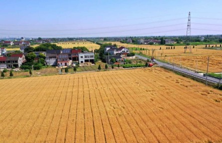 浙江湖州：畝產(chǎn)605.86公斤！刷新小麥單產(chǎn)最高紀(jì)錄