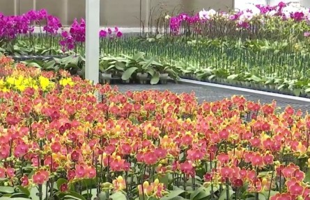 云南：借力南博會 云花覓新機(jī)