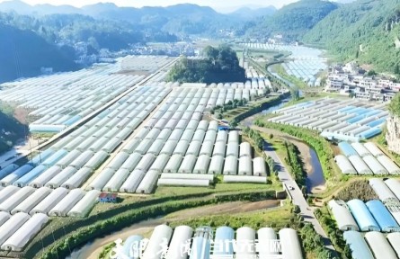 貴州畢節(jié)：蔬菜一年能賣170億元