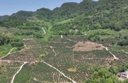 重慶：做強(qiáng)特色產(chǎn)業(yè) 賦能鄉(xiāng)村振興