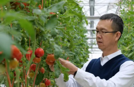 “新農(nóng)人”龐利民：以農(nóng)藝匠心，育番茄“寵兒”