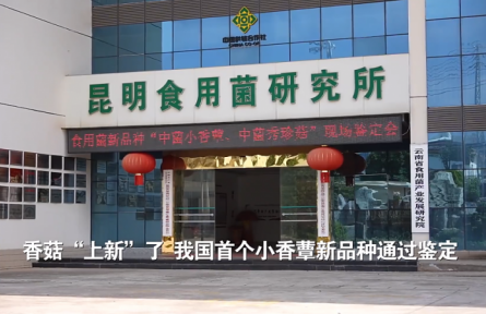 香菇“上新”了！我國(guó)首個(gè)小香蕈新品種通過(guò)鑒定