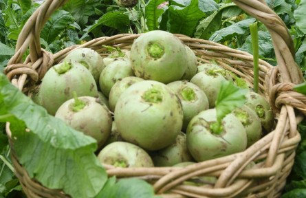 安徽阜陽新增7個(gè)國家地理標(biāo)志產(chǎn)品