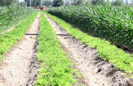 新疆兵團(tuán)：加強(qiáng)田管奪豐收