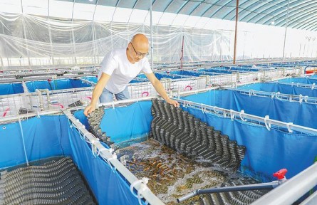 湖北仙桃：工廠化養(yǎng)殖重塑黃鱔產(chǎn)業(yè)格局