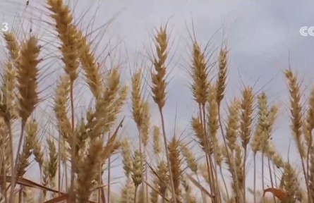 糧滿倉、果飄香 希望的田野“智”繪三夏好“豐”光