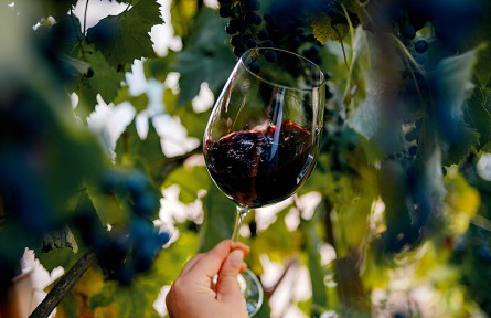 葡萄酒對(duì)健康有益？自釀葡萄酒小心喝“出事兒”