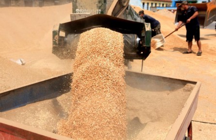 從田間到餐桌，夏糧收儲加工一線追蹤