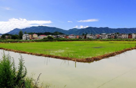 湖北陽(yáng)新：“稻蝦鱔”共舞 “一田三收”繪就生態(tài)富民畫卷