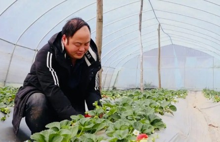 博士種草莓 高管養(yǎng)肉牛！貴州“新農(nóng)人”將現(xiàn)代科技引入傳統(tǒng)農(nóng)業(yè)