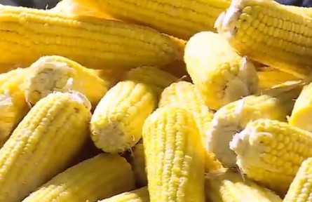 黑龍江：為三農(nóng)“擔(dān)”來千億活水