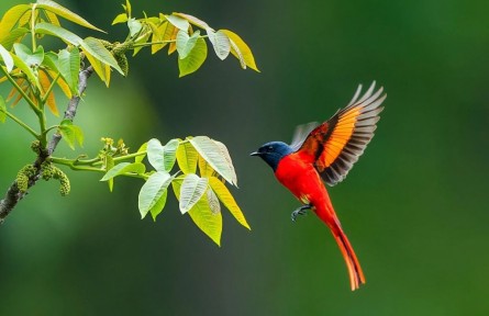 怒江·珍鳥(niǎo)翔集|山椒鳥(niǎo)：自然界的粉彩杰作