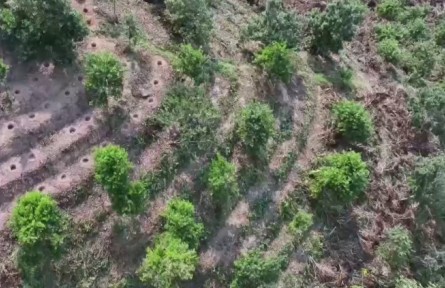 云南臨滄：一粒咖啡豆的“創(chuàng)新突圍”