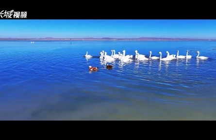 河北：從“鹽堿白”到“碧波藍(lán)” 消失的湖水回來了