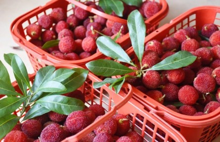 前方高甜！共赴八閩“梅”好時光