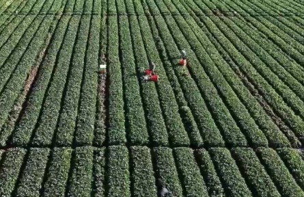 云南：優(yōu)化監(jiān)測 深化幫扶 激發(fā)動力 守住不發(fā)生規(guī)模性返貧致貧底線