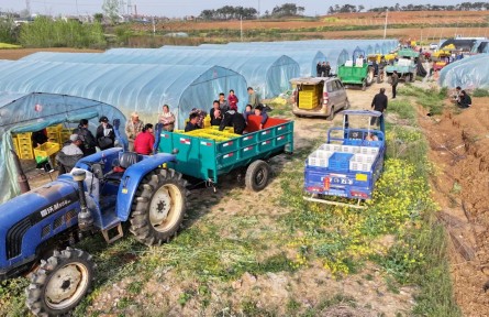 湖北宜城流水鎮(zhèn)：全產(chǎn)業(yè)鏈賦能 小西瓜“種”出億元大產(chǎn)業(yè)