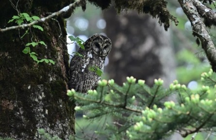 景區(qū)內(nèi)“偶遇”野生動(dòng)物怎么辦？